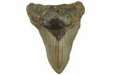 Bargain, Fossil Megalodon Tooth - North Carolina #200684-1